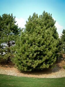 Сосна Чёрная (Pinus Nigra) купить по цене от 270.00р. в интернет-магазине «Посадика» с доставкой почтой в в Козловкае и по всей России – [изображение №1].