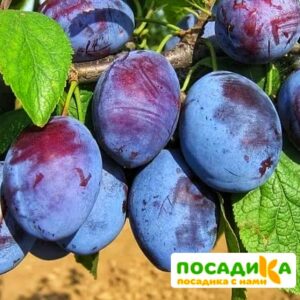 Слива Чачакская ранняя купить по цене от 229.00р. в интернет-магазине «Посадика» с доставкой почтой в в Козловкае и по всей России – [изображение №1].