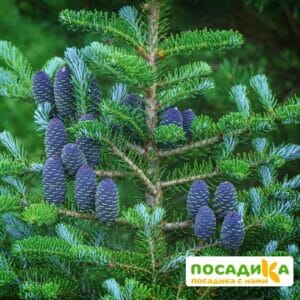 Пихта корейская (Abies koreana) купить по цене от 450.00р. в интернет-магазине «Посадика» с доставкой почтой в в Козловкае и по всей России – [изображение №1].