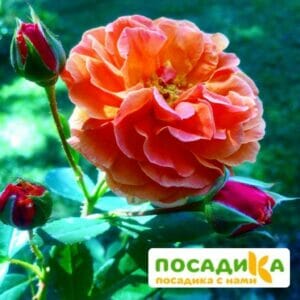 Роза Арабия купить по цене от 350.00р. в интернет-магазине «Посадика» с доставкой почтой в в Козловкае и по всей России – [изображение №1].