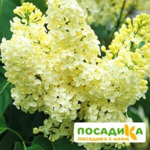 Сирень Примроуз (Primrose) купить по цене от 529.00р. в интернет-магазине «Посадика» с доставкой почтой в в Козловкае и по всей России – [изображение №1].