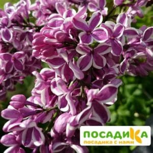 Сирень Сенсация купить по цене от 529.00р. в интернет-магазине «Посадика» с доставкой почтой в в Козловкае и по всей России – [изображение №1].