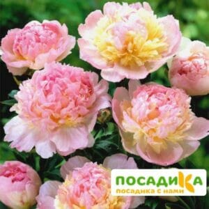 Пион Распберри Сандей (Paeonia Raspberry Sundae) купить по цене от 959р. в интернет-магазине «Посадика» с доставкой почтой в в Козловкае и по всей России – [изображение №1].