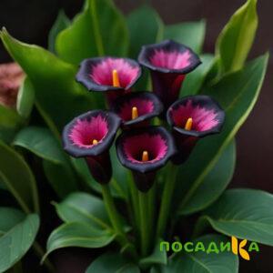 Калла Аура Лейс купить по цене от 400р. в интернет-магазине «Посадика» с доставкой почтой в в Козловкае и по всей России – [изображение №1].
