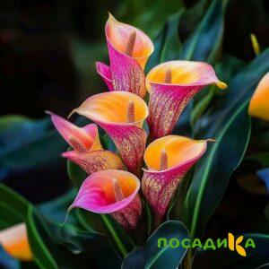 Калла Оникс купить по цене от 450р. в интернет-магазине «Посадика» с доставкой почтой в в Козловкае и по всей России – [изображение №1].