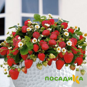 Клубника Рубиновый Шепот (горшечная) купить по цене от 240р. в интернет-магазине «Посадика» с доставкой почтой в в Козловкае и по всей России – [изображение №1].