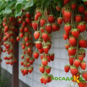 Клубника вьющаяся Комплимент купить по цене от 470р. в интернет-магазине «Посадика» с доставкой почтой в в Козловкае и по всей России – [изображение №1].