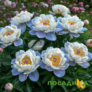 Пион акварельный Этюд купить по цене от 806р. в интернет-магазине «Посадика» с доставкой почтой в в Козловкае и по всей России – [изображение №1].