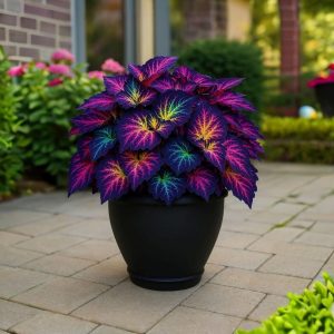 Хоста Фрости Блю купить по цене от 389р. в интернет-магазине «Посадика» с доставкой почтой в в Козловкае и по всей России – [изображение №1].