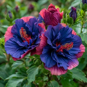 Гибискус Роуз Шайн купить по цене от 360р. в интернет-магазине «Посадика» с доставкой почтой в в Козловкае и по всей России – [изображение №1].