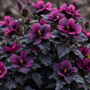 Гибискус Корал Чарм купить по цене от 271р. в интернет-магазине «Посадика» с доставкой почтой в в Козловкае и по всей России – [изображение №1].