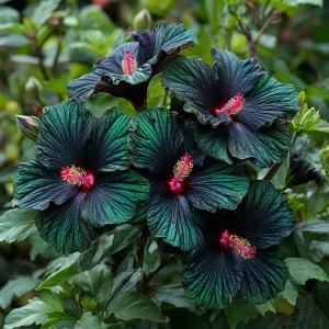 Гибискус Пикок Плюм купить по цене от 490р. в интернет-магазине «Посадика» с доставкой почтой в в Козловкае и по всей России – [изображение №1].