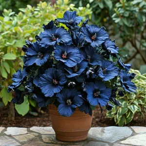 Гибискус Селестиал Флейм купить по цене от 326р. в интернет-магазине «Посадика» с доставкой почтой в в Козловкае и по всей России – [изображение №1].