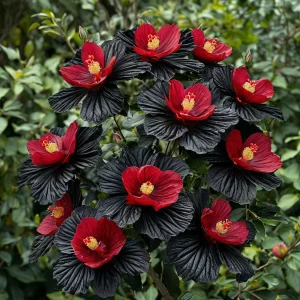 Гибискус Ройял Афеа купить по цене от 460р. в интернет-магазине «Посадика» с доставкой почтой в в Козловкае и по всей России – [изображение №1].