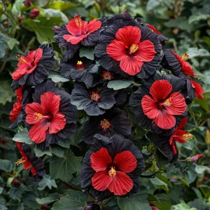 Гибискус Шиммеринг купить по цене от 720р. в интернет-магазине «Посадика» с доставкой почтой в в Козловкае и по всей России – [изображение №1].