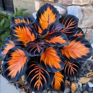 Хоста Сикрет Форест купить по цене от 601р. в интернет-магазине «Посадика» с доставкой почтой в в Козловкае и по всей России – [изображение №1].