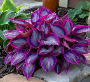 Хоста Сикрет Гарденс купить по цене от 549р. в интернет-магазине «Посадика» с доставкой почтой в в Козловкае и по всей России – [изображение №1].